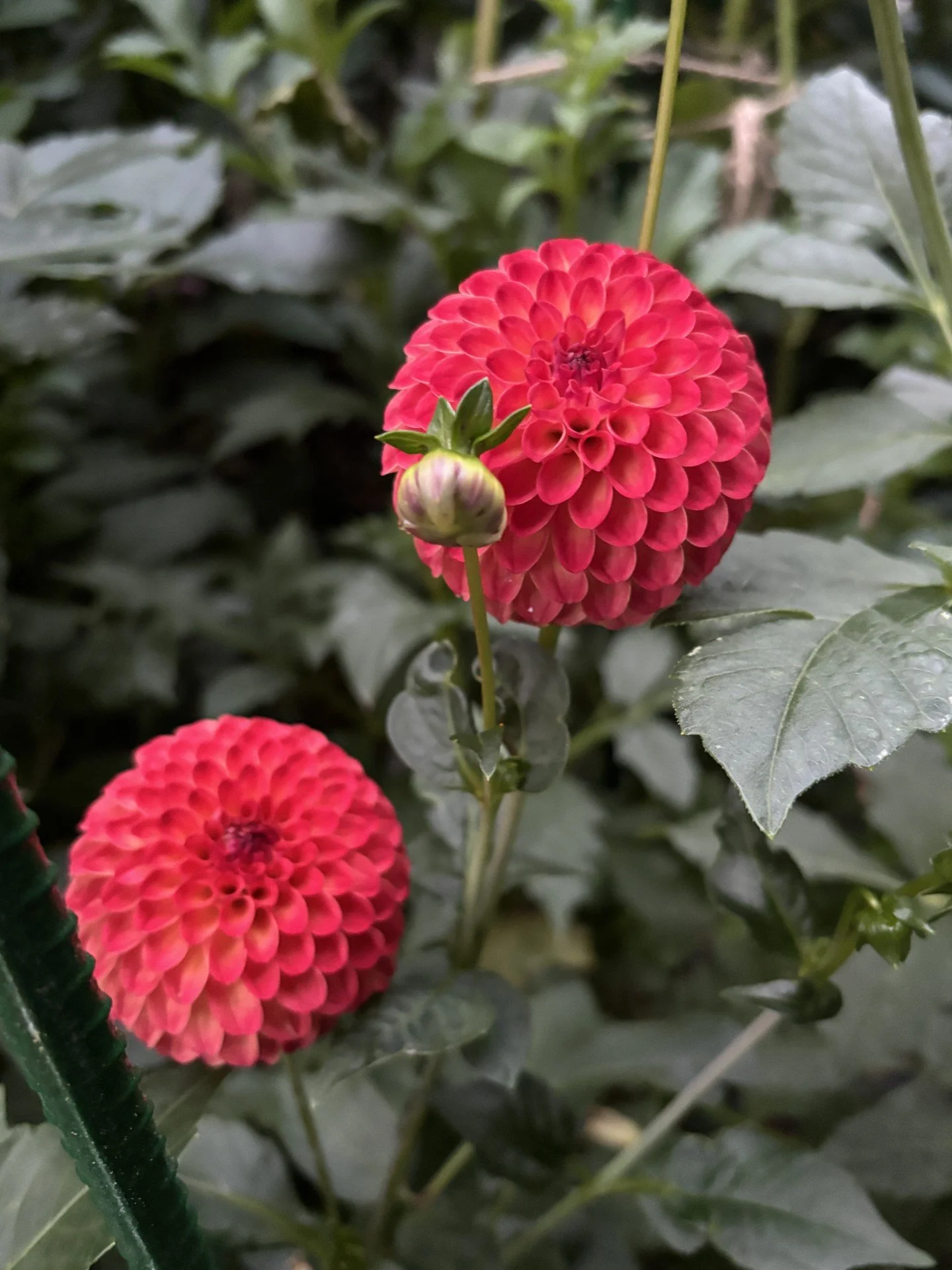 CV Blaze M FD FL.jpg