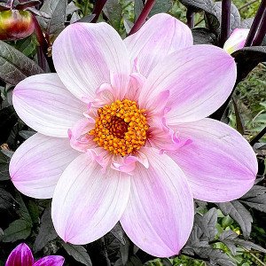 Oakridge_Pink_Tuxedo CO Pk.jpg