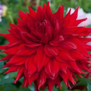 Kenora Valentine A SC R