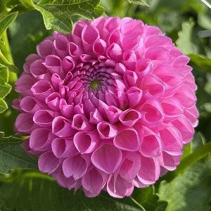 Camano_Love M BA DPK.jpg