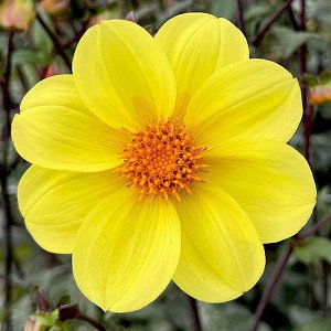 Oakridge_Suzanne CO Y.jpg