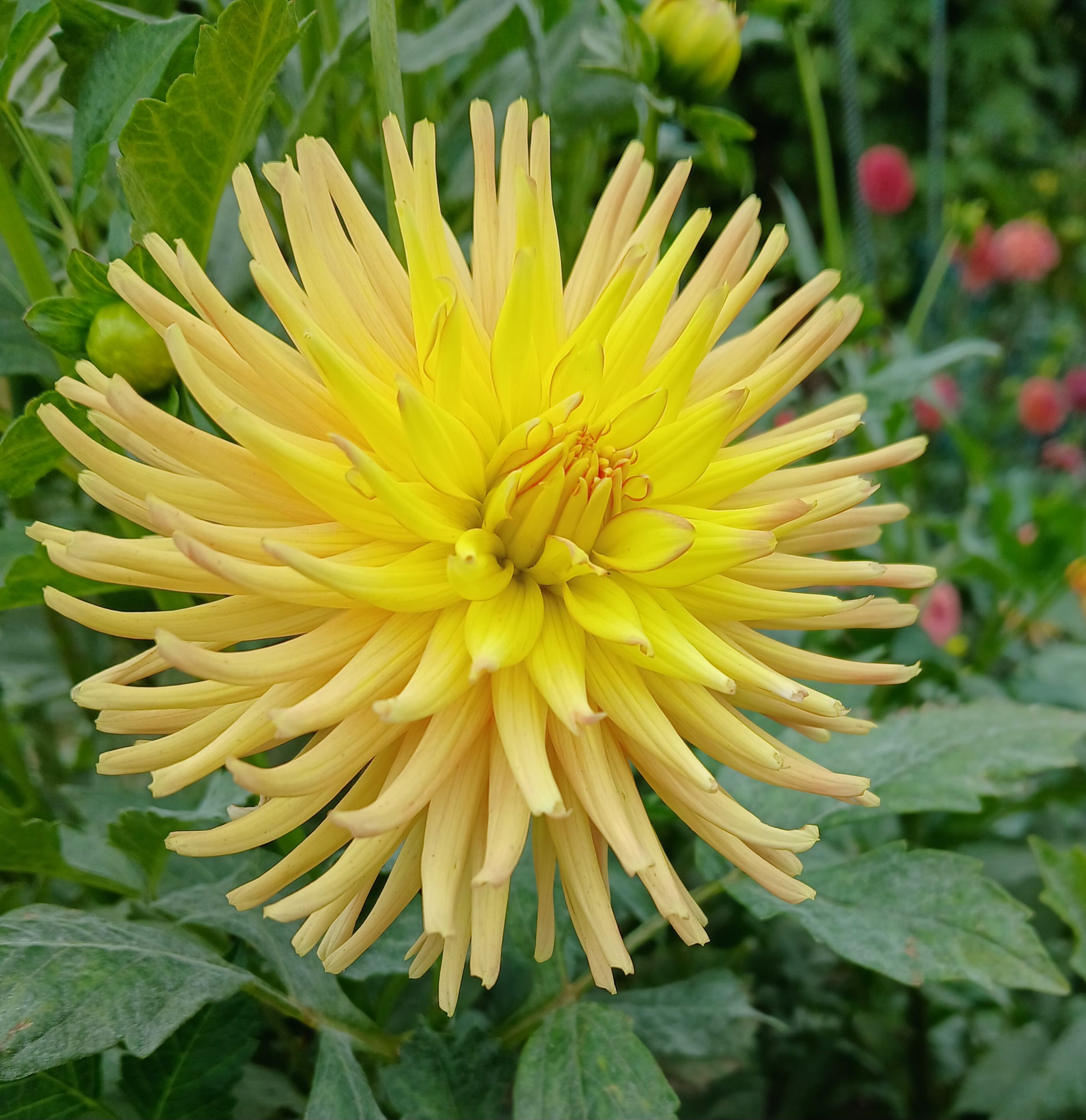 Hollyhill Spice It Up M IC Y