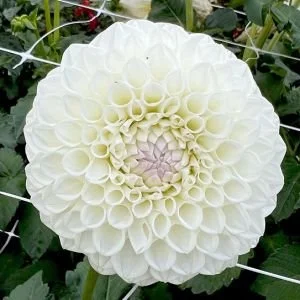 FairyPatch_Petticoat MB W.jpg