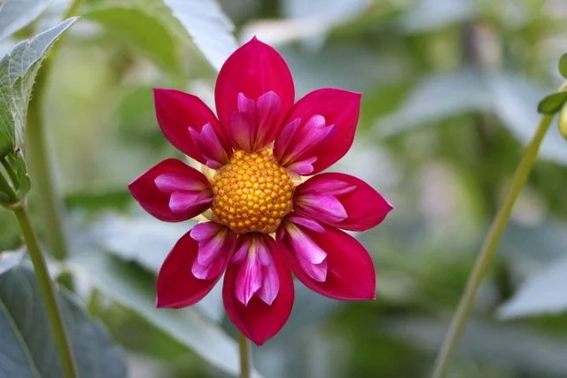 OAKRIDGE FANCY IN FUSHIA CO PR.jpeg