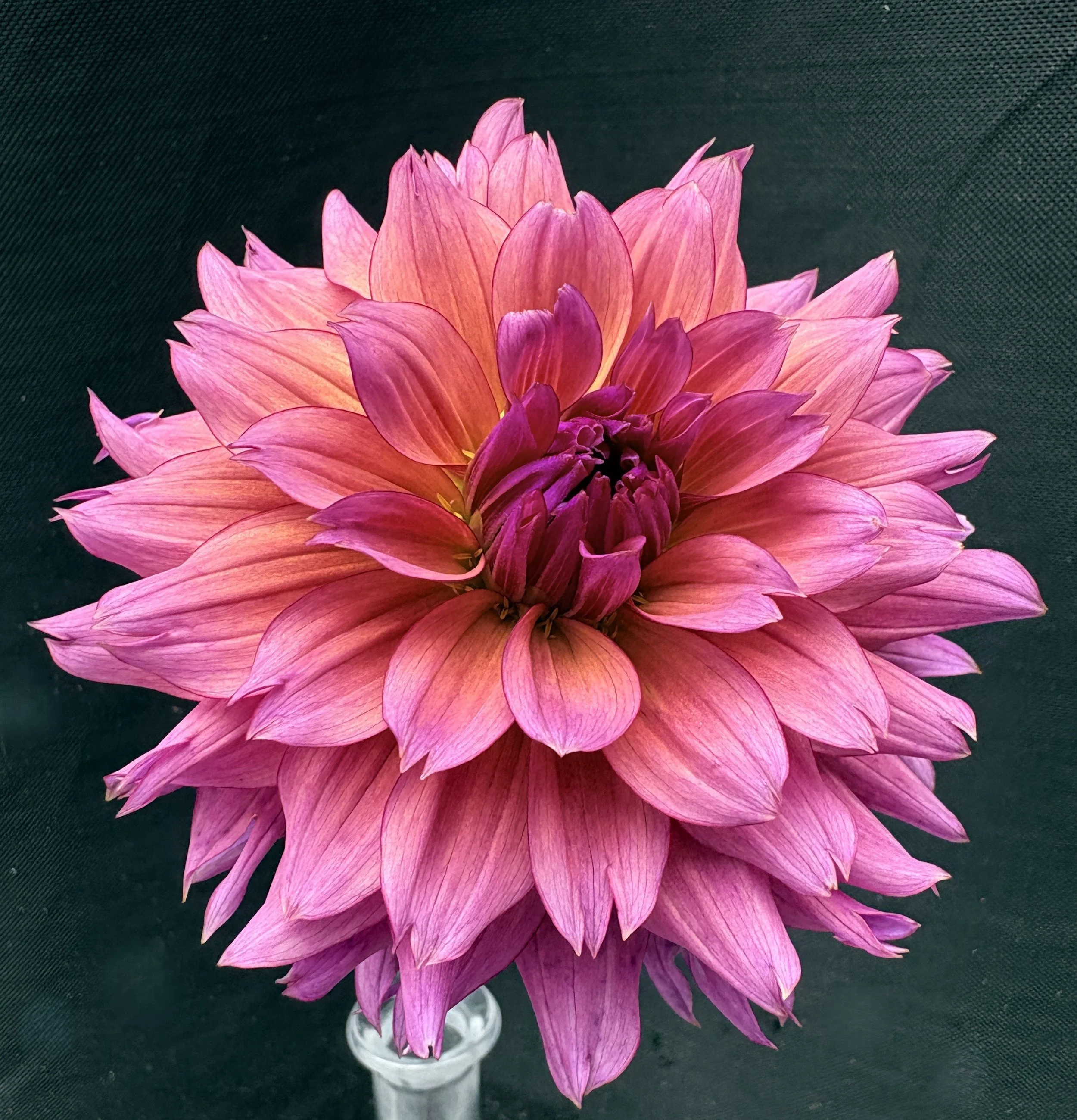 Sonic Bloom BB ID DB.jpeg