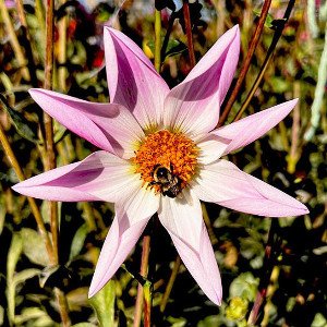 OakOz_Aroma O pk.jpg