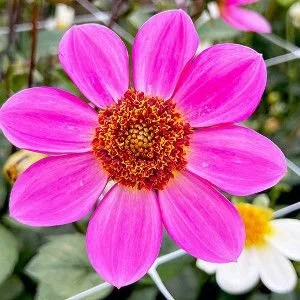 Oakridge Pink Bubblegum AN PK