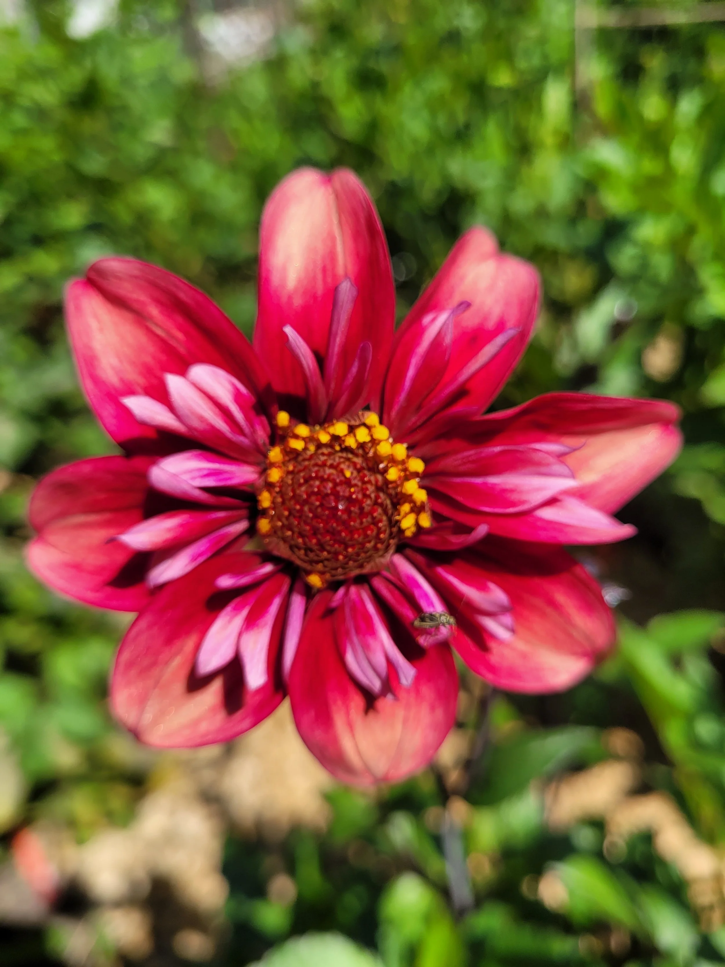 Hy Cherry Heart CO R