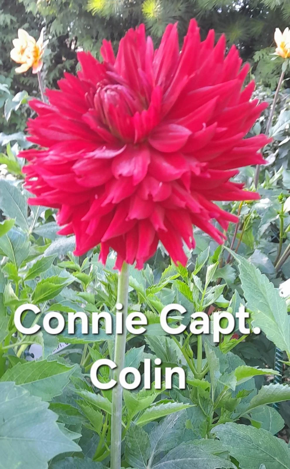 Connie Captain Colin BB SC R