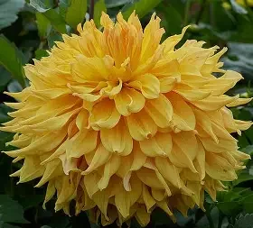 Wyn's Aspen Glow AA SC LBL
