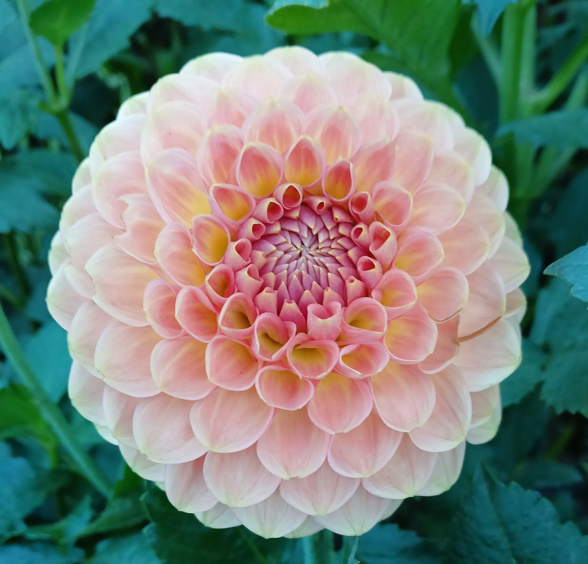 20th Avenue Softer Peach BB FD PK