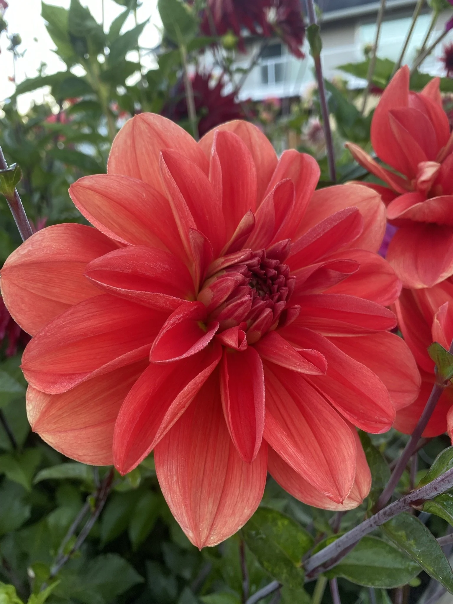 Patricia's Ann's Sunset WL R