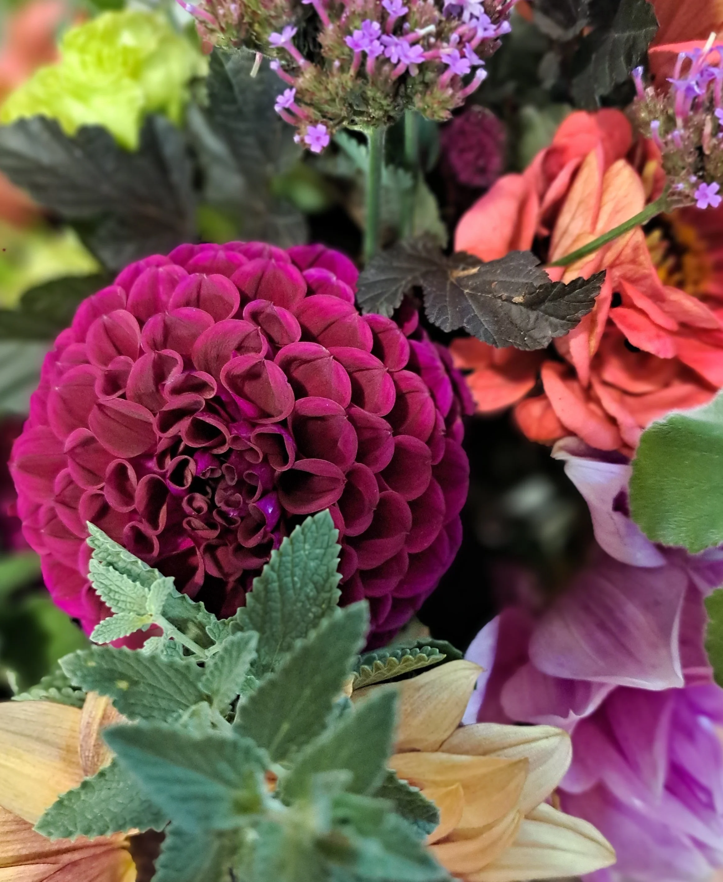 20240924 hollyhill regal.jpg