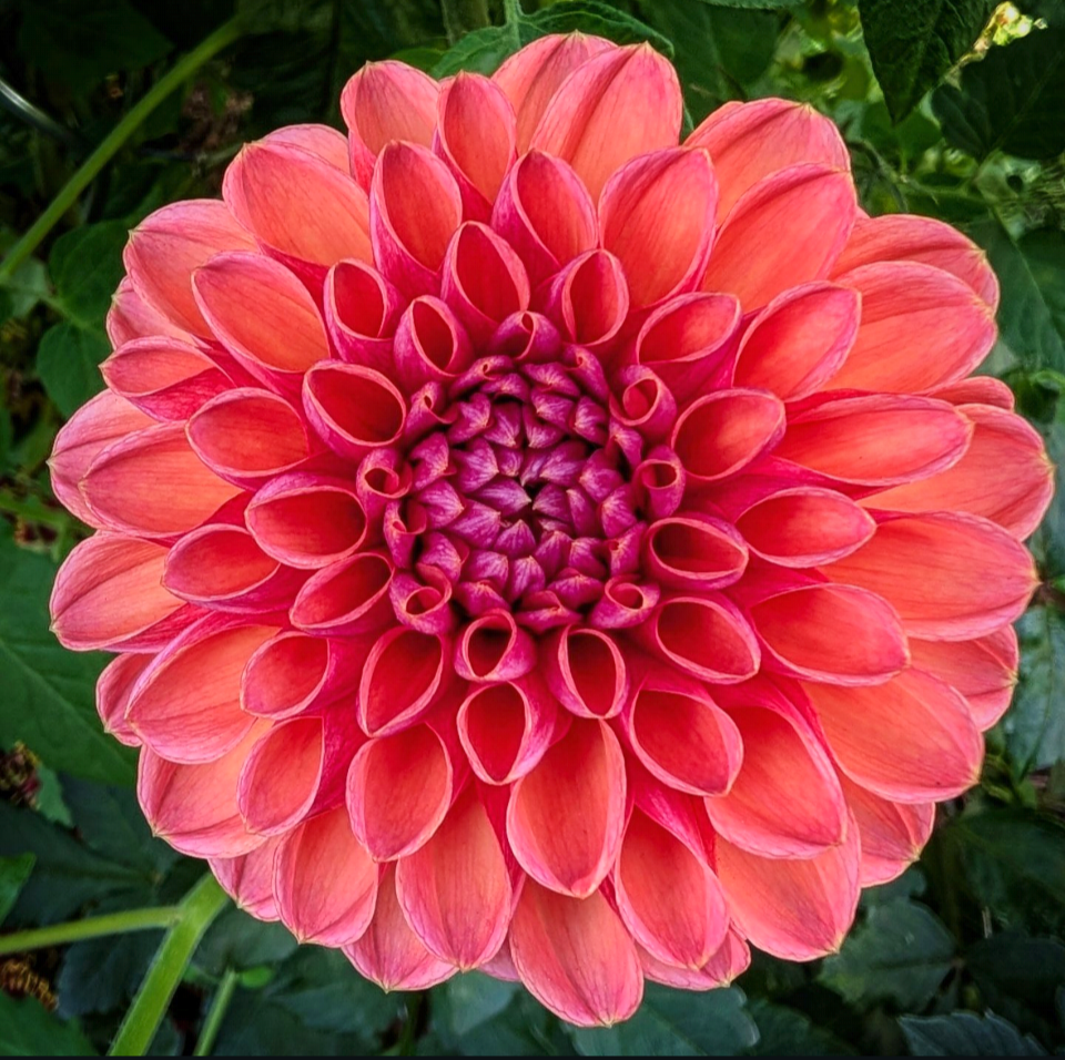 Daisy Duke BB FD Pk.png