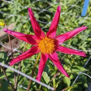 OakOz_Papa_J O PR.jpg