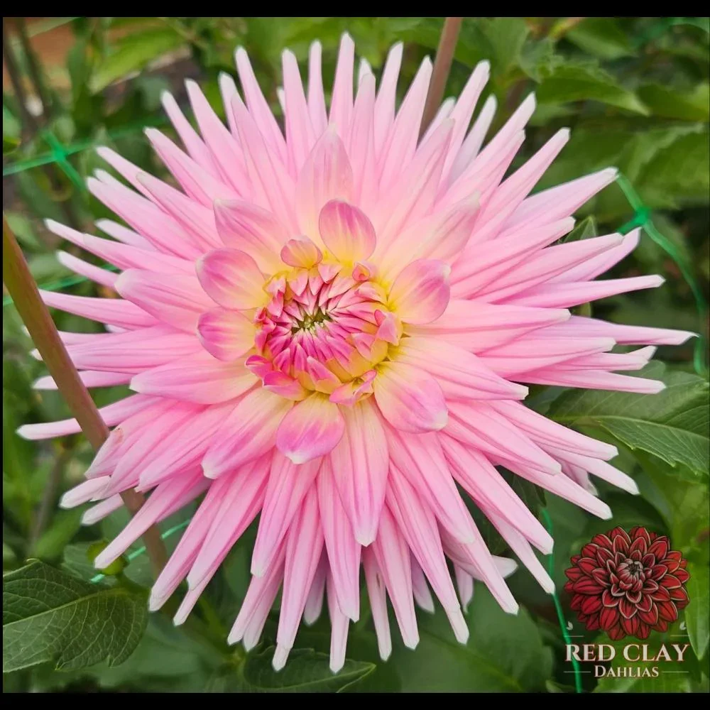 Clearview Rose B IC DPK