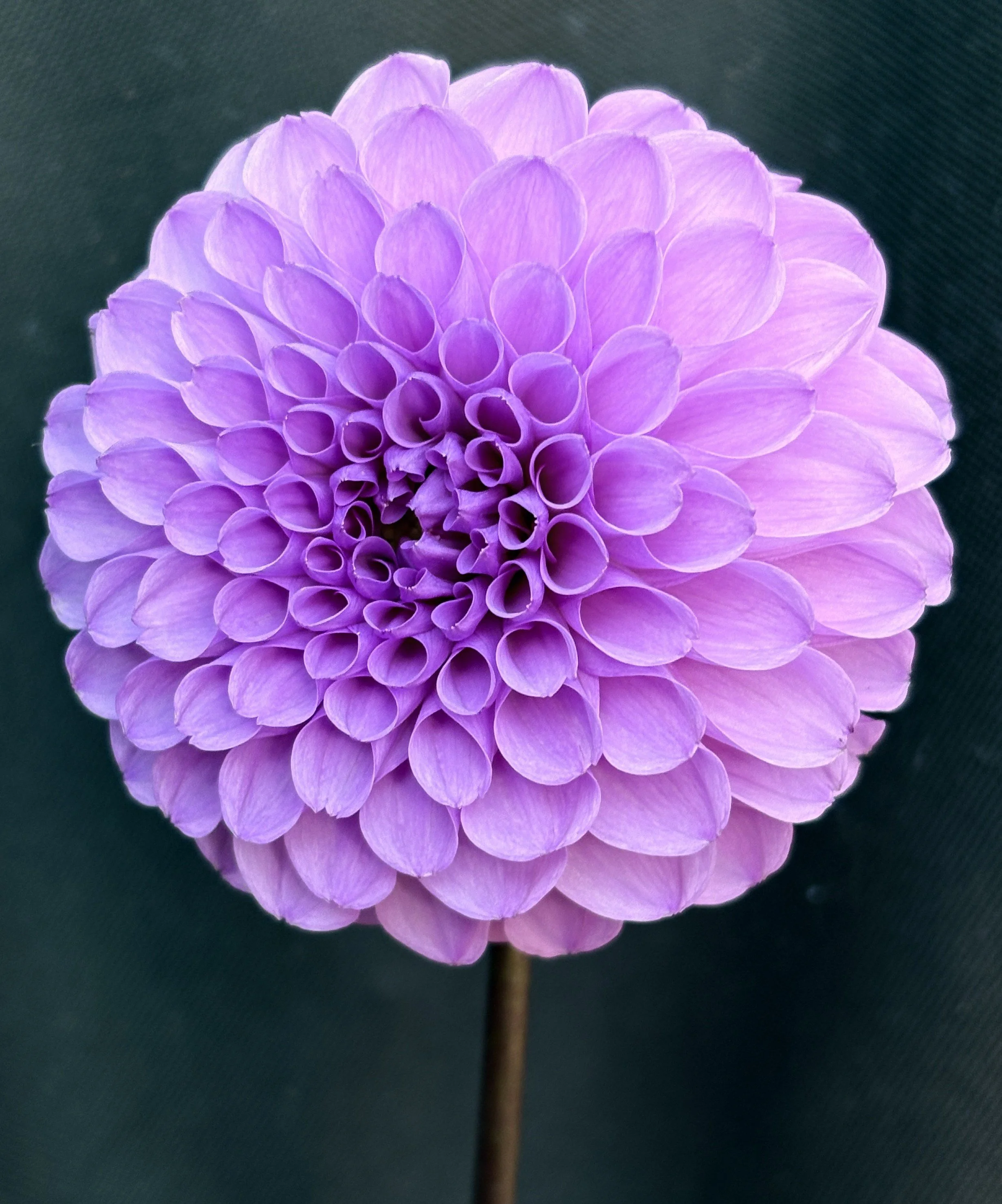 Robann Regal M-FD-LV.JPG