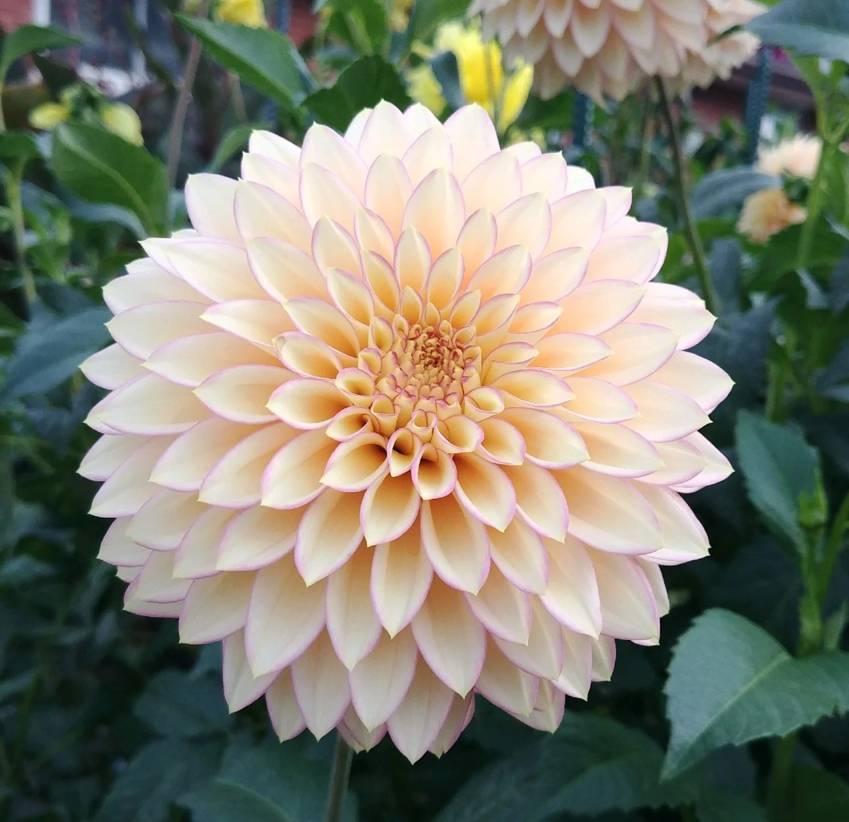 Bloomquist Blush ST LB