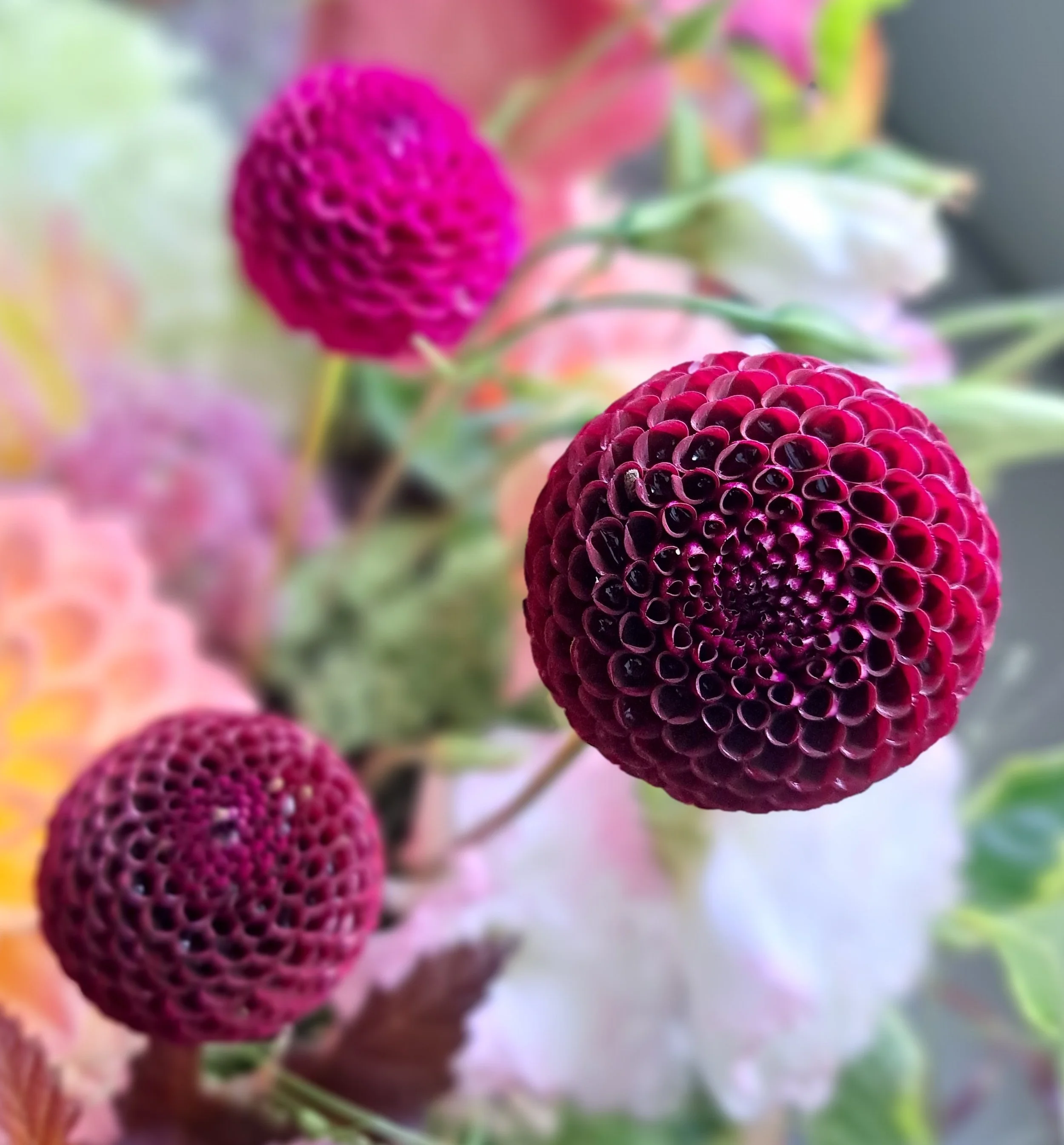 Moor place Pom PR.jpg