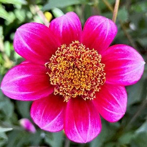 Oakridge Raspberry Sundae AN PK