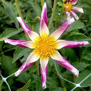 RaeAnnAlcor O PR.jpg