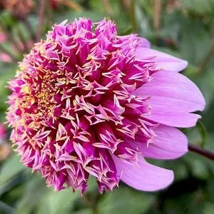 Fenna_Baaij AN PK.jpg