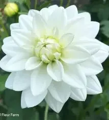 Lady Nathalie B ID W