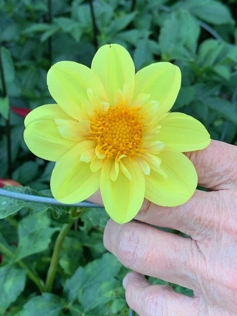 CABLE BAY SHONA CO Y.jpeg