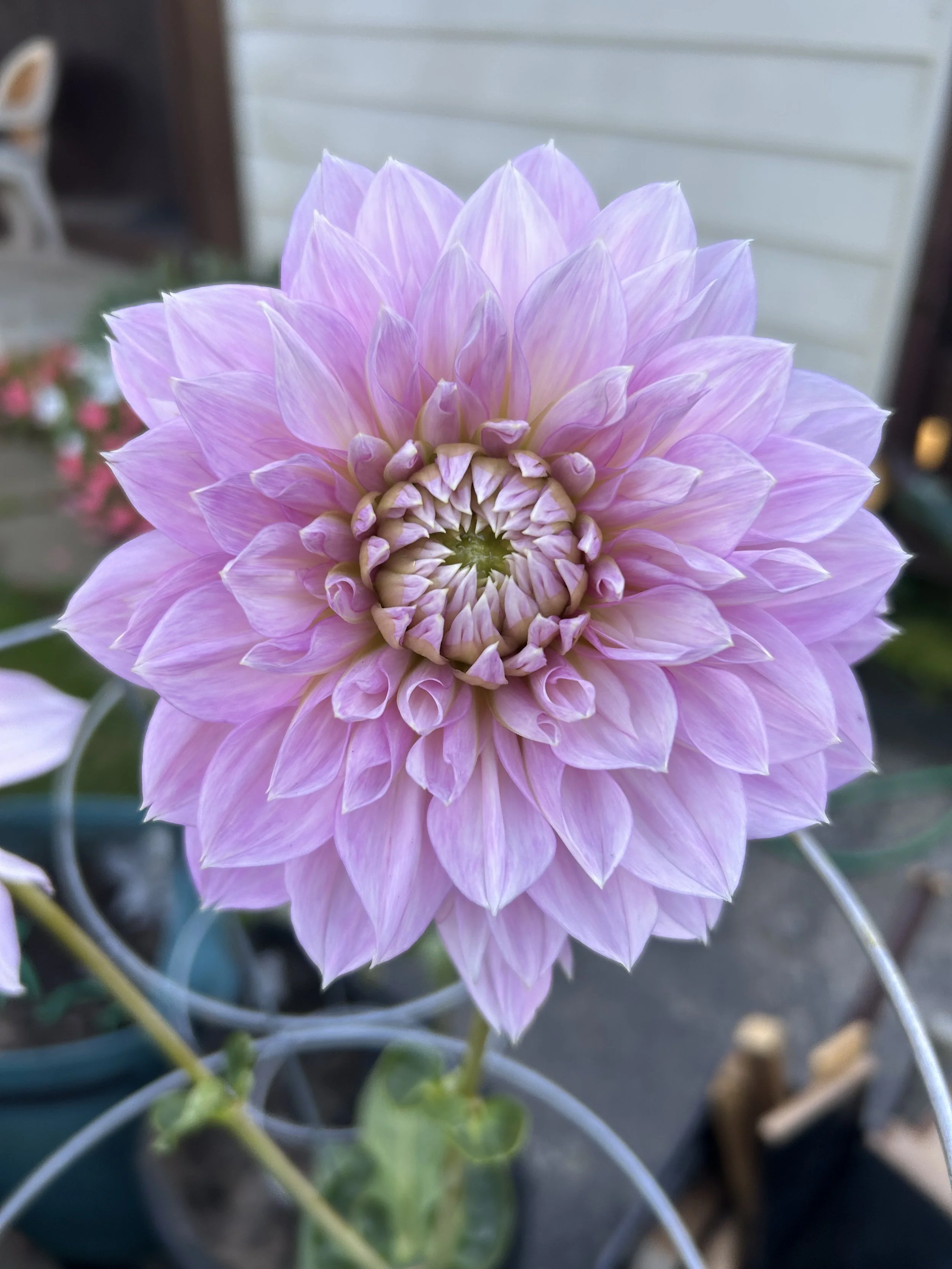 Lavender Perfection A FD Lav.jpeg