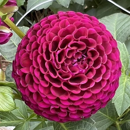 Pride of Place Pom PR