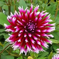 Alauna Clair Obscure B Bi-Col