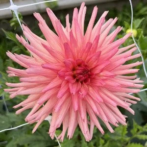 MyRobynn B SC PK.jpg