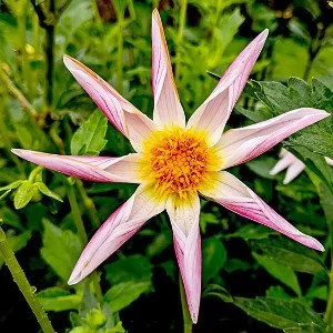 RaeAnnBeta_Ceti O L BL.jpg