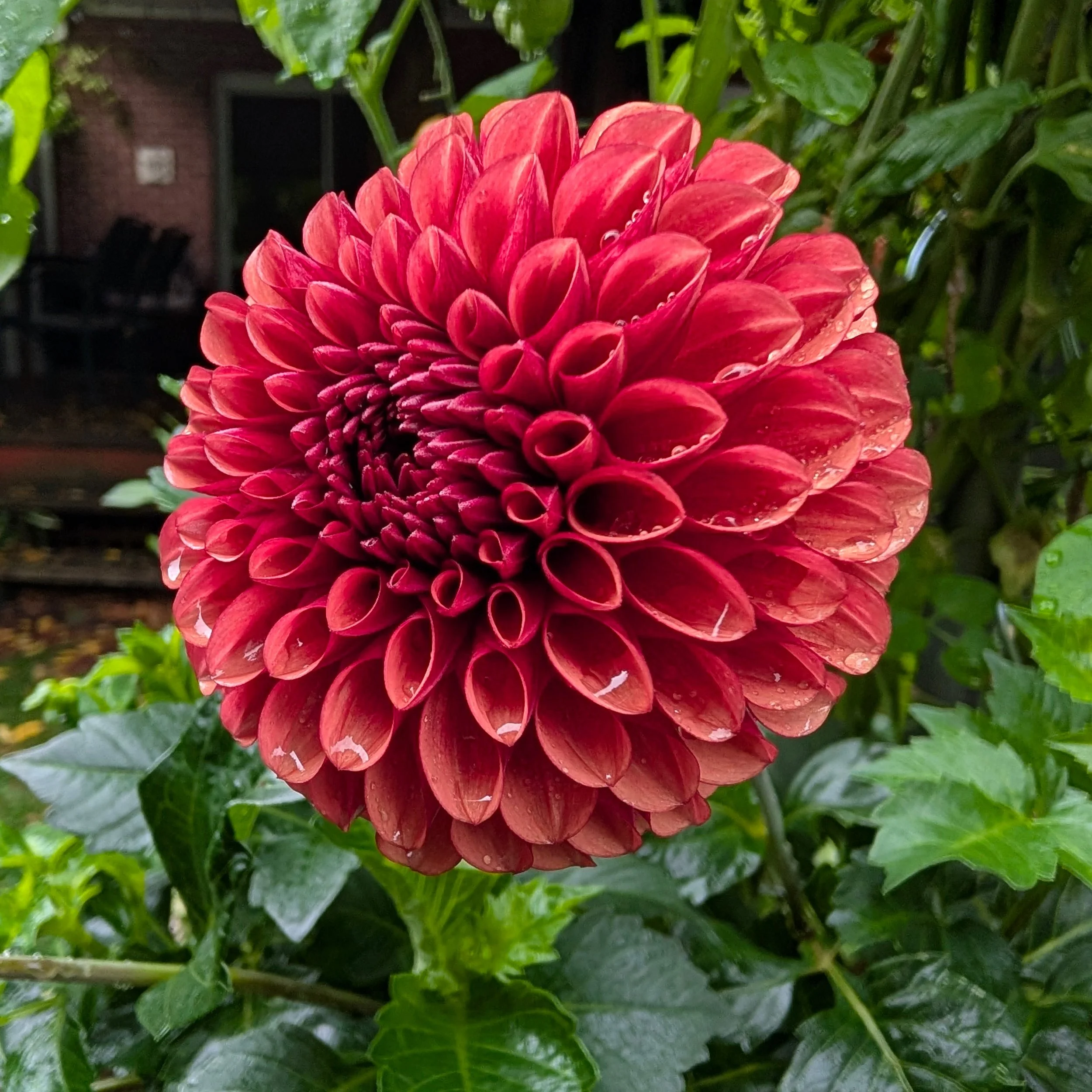 Copper Boy BA DBL.JPG