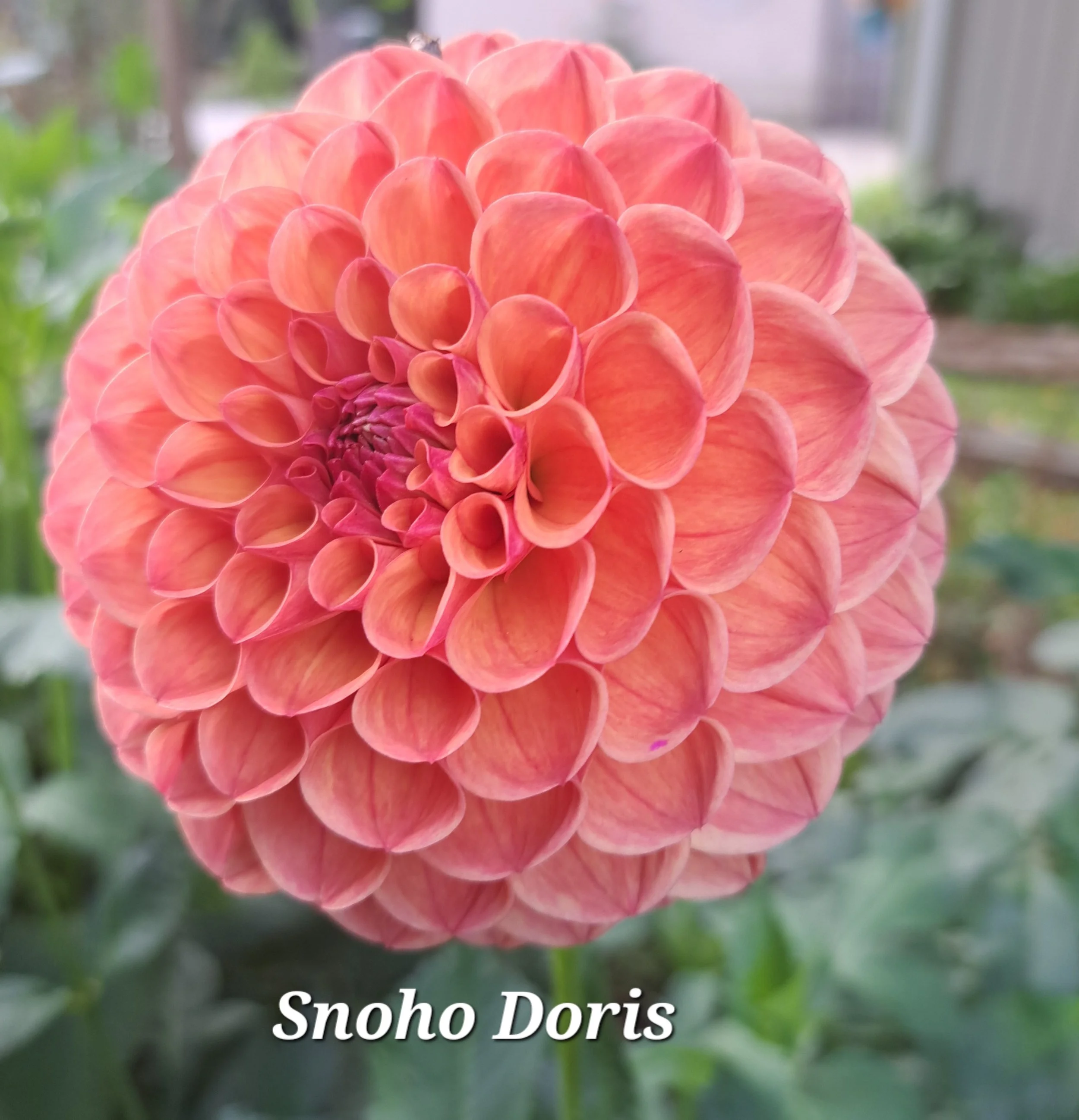 _snoho doris BA DBL.jpg