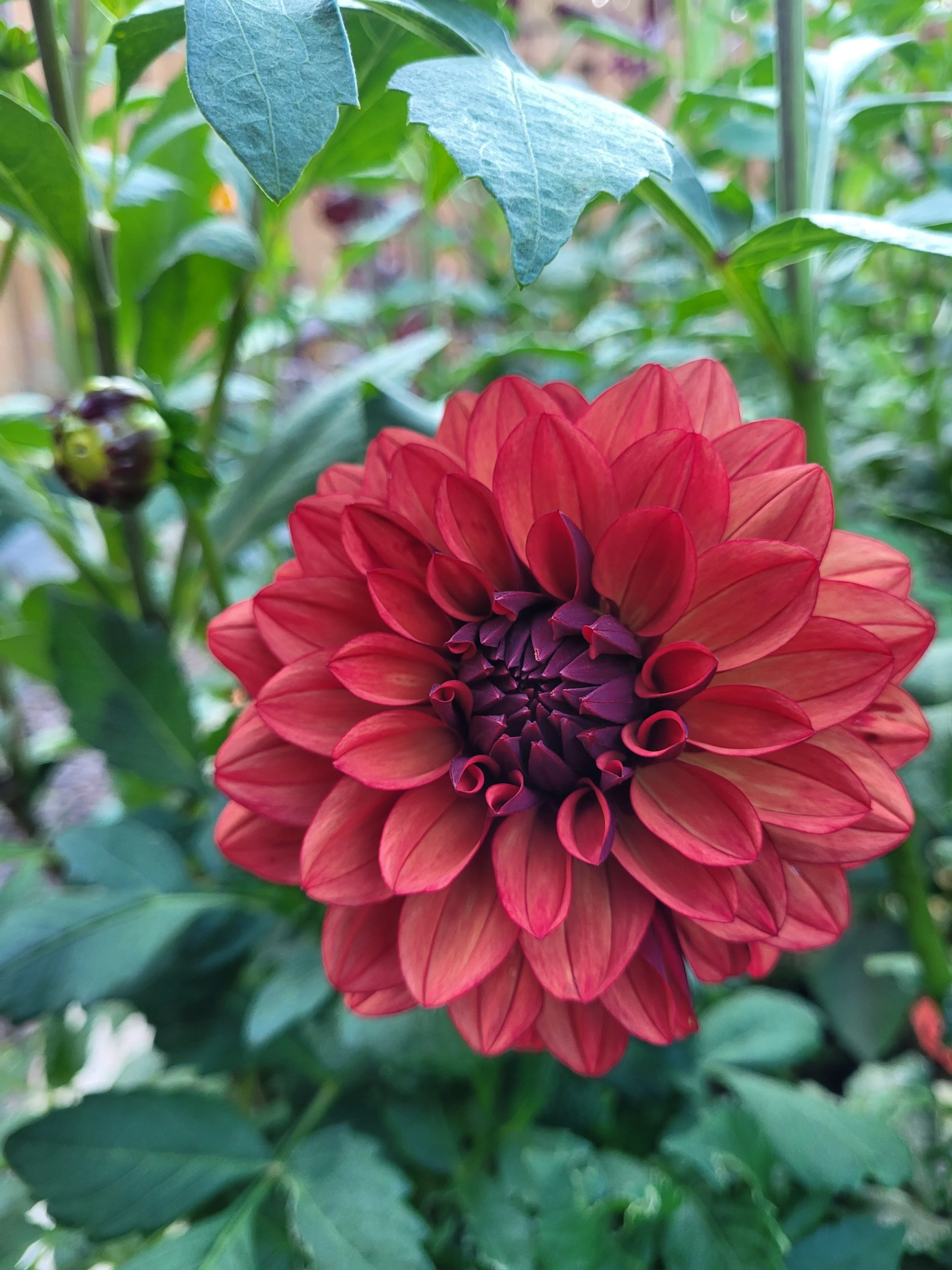 Missis Miley WL R.jpg