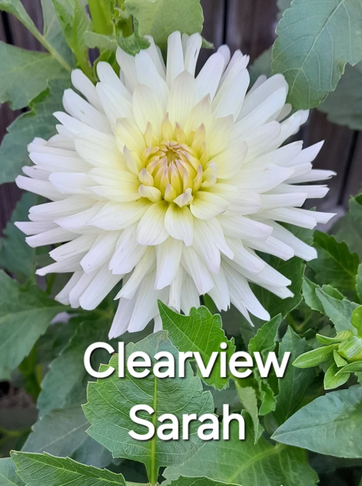 Clearview Sarah BB SC W