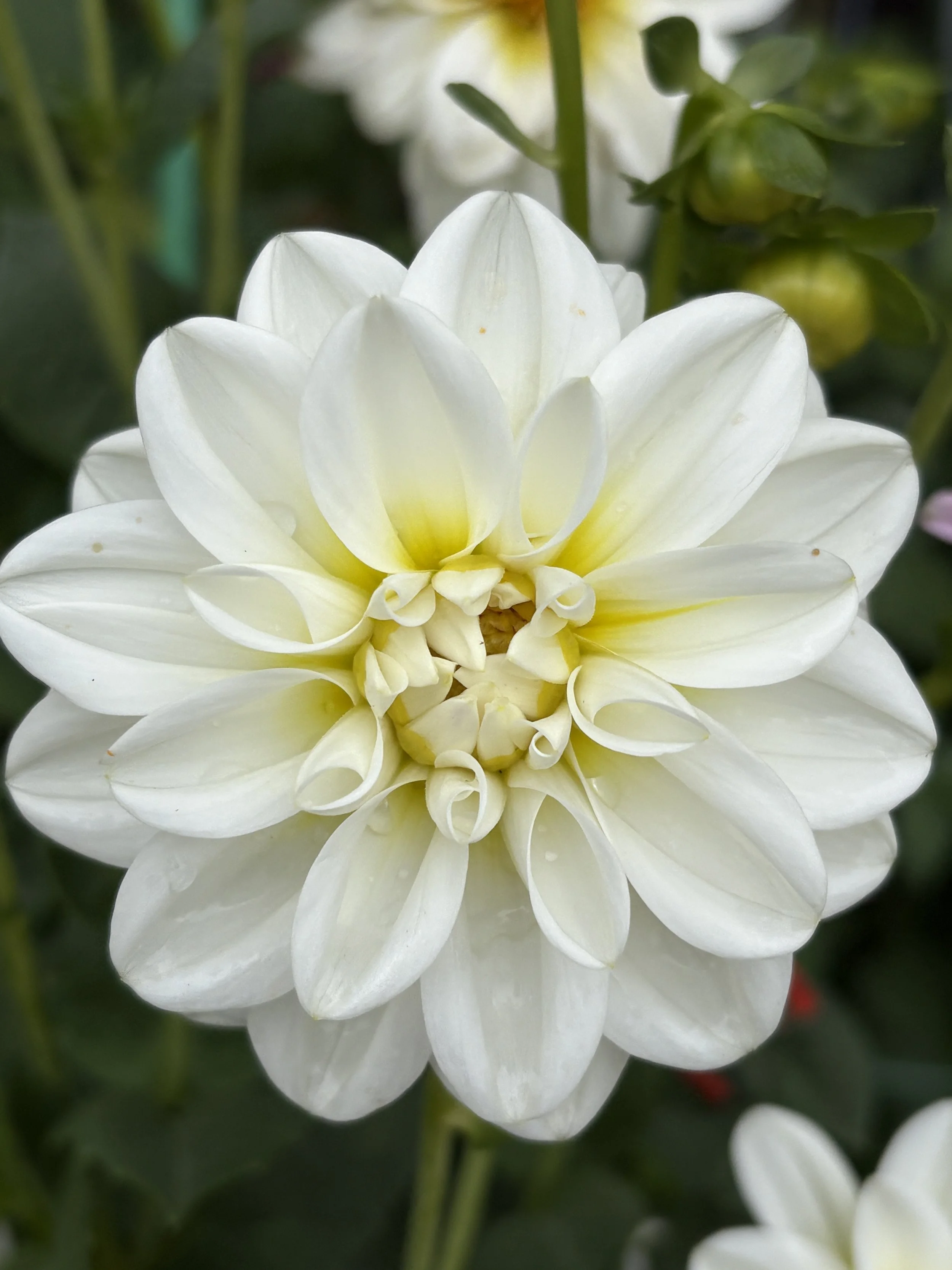 Oakridge White Swan_PE-W.JPG