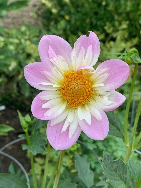 TEESBROOKE AUDREY CO Lav.jpeg