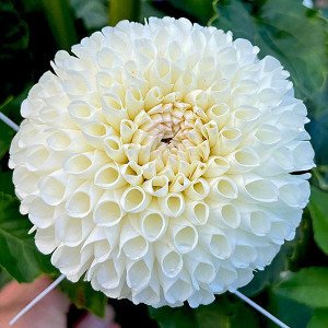 Oakridge_Cream_Puff BA w.jpg