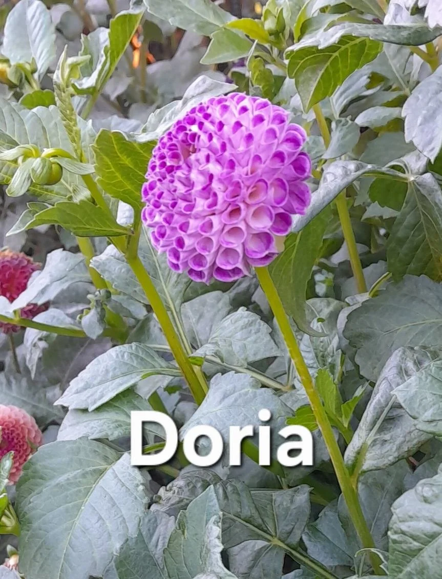 Doria Pom PR