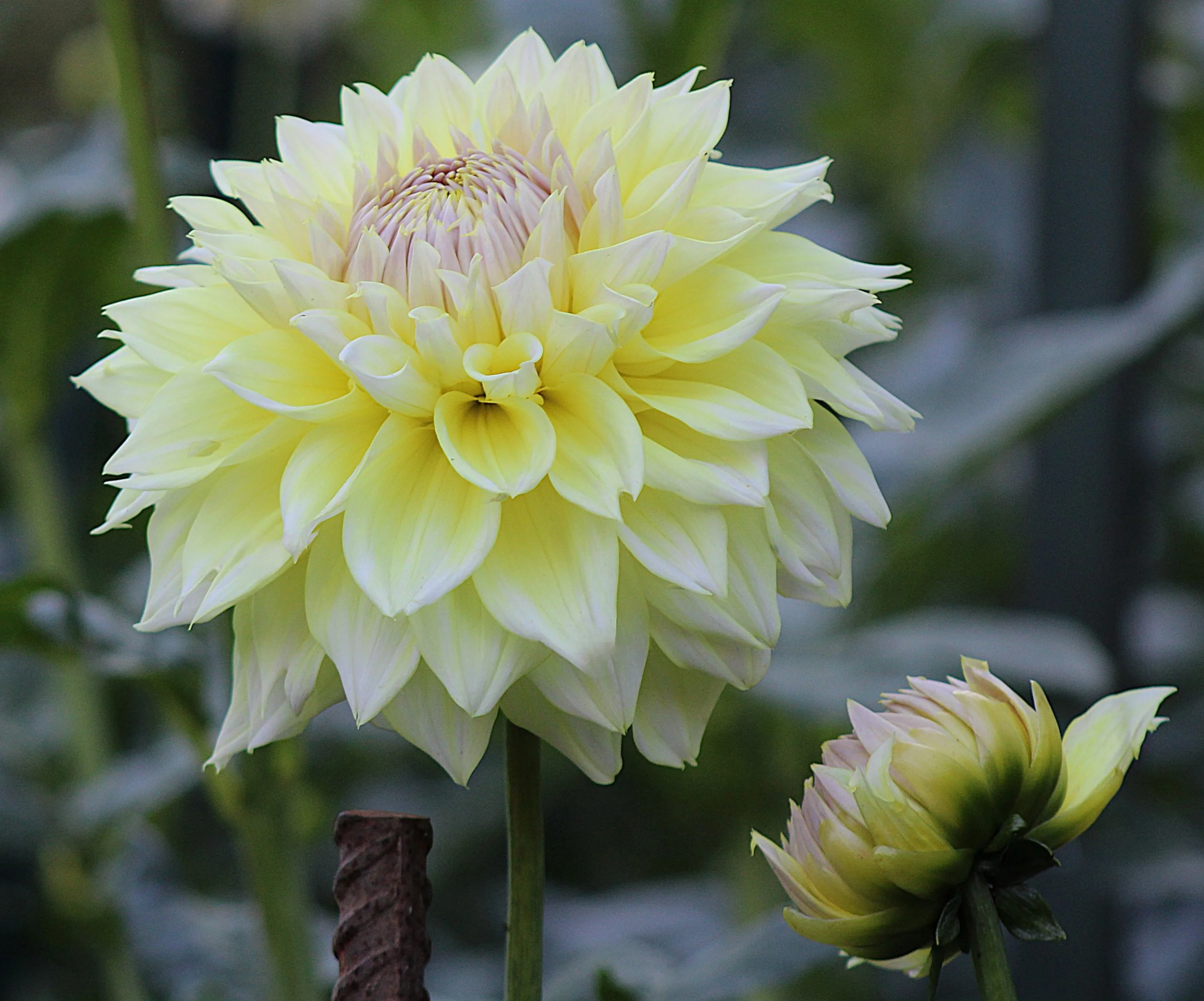 westerton lillian M FD LBL.JPG