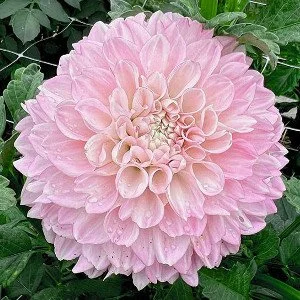 Marionberry_Milkshake bb pk.jpg