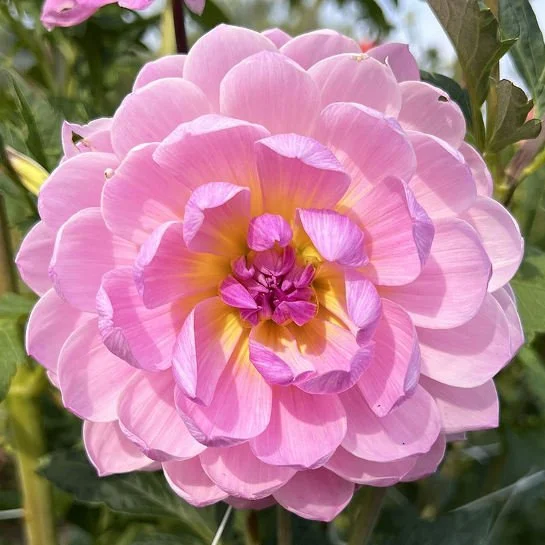 Mak’s_Meredith WL Pk.jpg