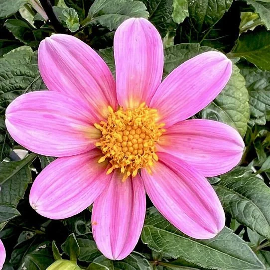 Bonne Esperance MS DPK