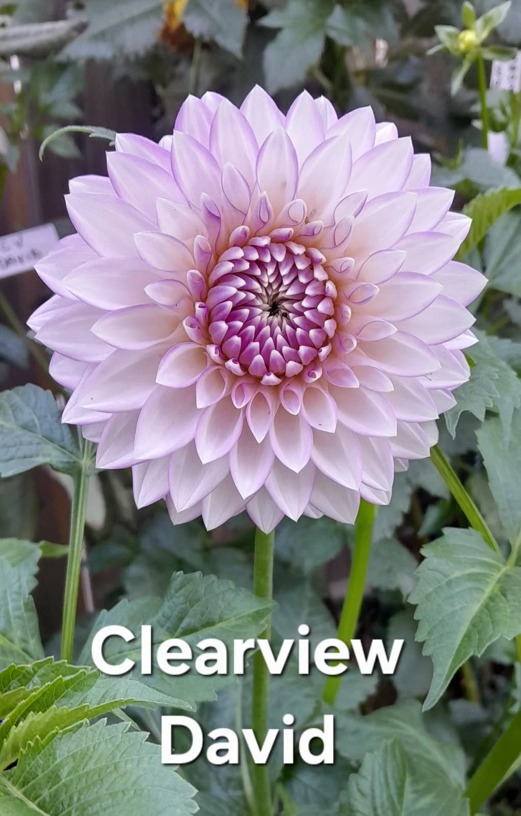Cleaview David BB FD Lav