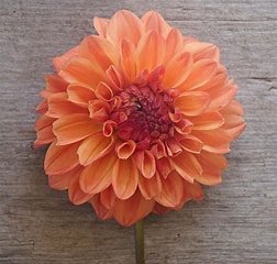 Robann Butterscotch BB ID LB