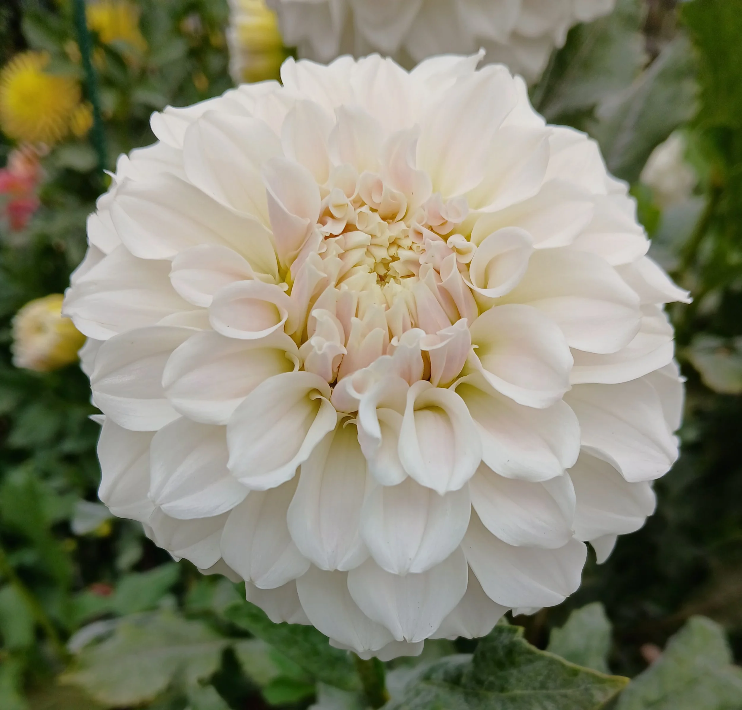 Irish Ruffles BB ID W