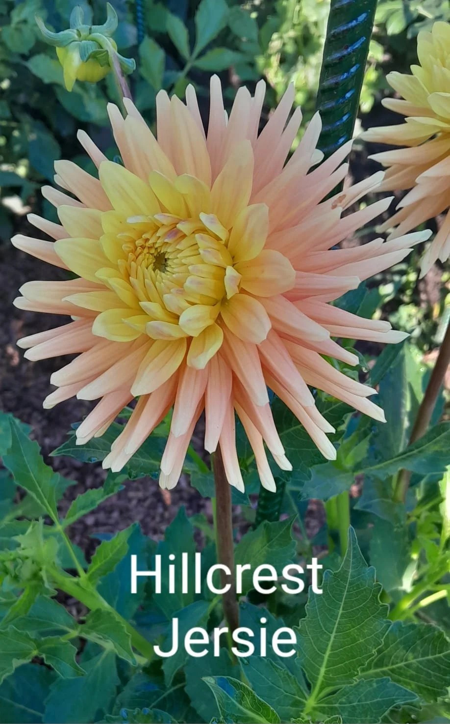 Hillcrest Jersie BB C BR