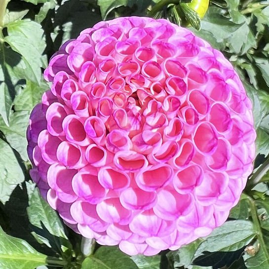 Lismore Peggy Pom PK